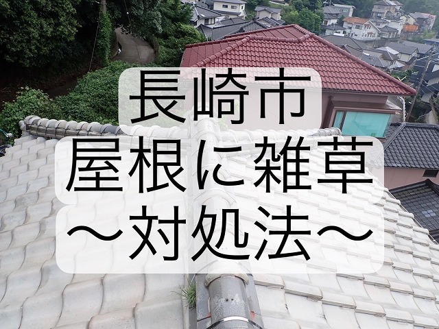 長崎市 屋根に雑草が生えている！原因と対処法についてご紹介します！！